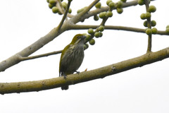 Dicaeum chrysorrheum