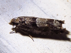 Pseudexentera spoliana