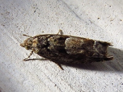 Pseudexentera spoliana