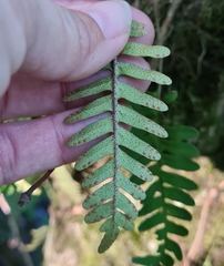 Pleopeltis michauxiana