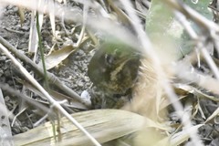 Zoothera marginata