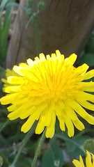 Cichorieae