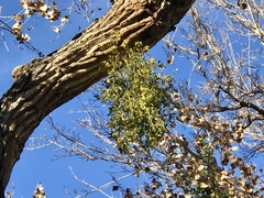 Phoradendron macrophyllum