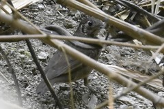 Zoothera marginata
