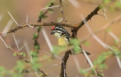 Pogoniulus pusillus