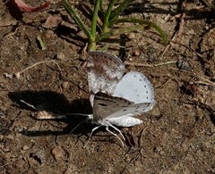 Lomographa semiclarata