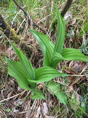 Veratrum lobelianum
