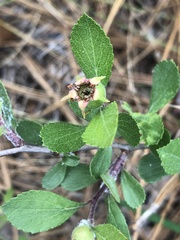 Crataegus munda