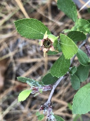 Crataegus munda