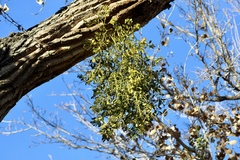 Phoradendron macrophyllum