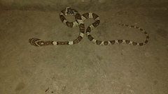 Trimorphodon biscutatus