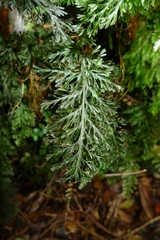 Trichomanes strictum