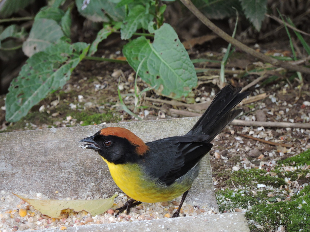 Black-Fronted Brush-Finch