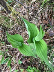 Veratrum lobelianum