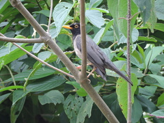 Turdus olivater