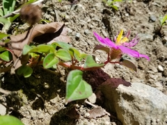 Heterotis rotundifolia