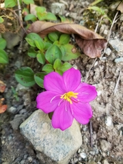 Heterotis rotundifolia