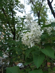 Syringa vulgaris
