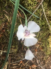 Calochortoideae