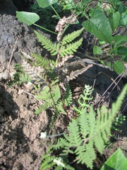 Aleuritopteris farinosa