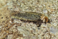 Zimmermannia mesoloba