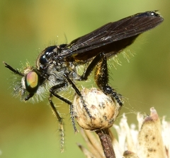 Holopogon chalcogaster