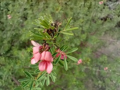 Indigofera stricta