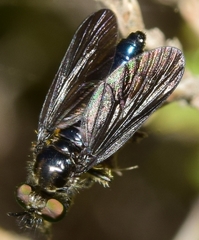 Holopogon chalcogaster