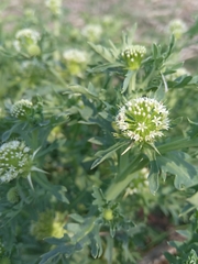 Acicarpha tribuloides