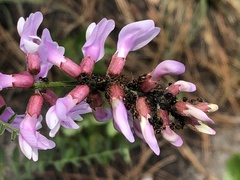 Astragalus michauxii