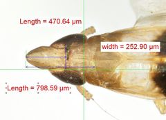 Tumidagena propinqua