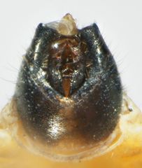 Tumidagena propinqua