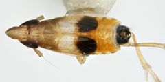 Tumidagena propinqua