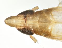 Tumidagena propinqua