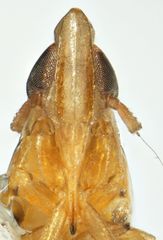 Tumidagena propinqua