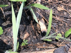 Paspalum bifidum