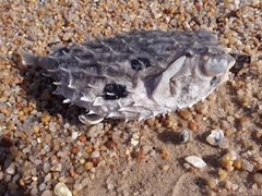 Chilomycterus spinosus