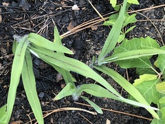 Paspalum bifidum