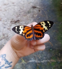 Tithorea harmonia caissara