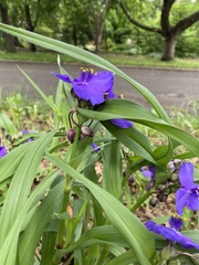 Tradescantia