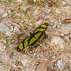 Philaethria wernickei