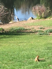 Nycticorax nycticorax