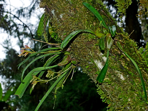 Bulbophyllum umbellatum
