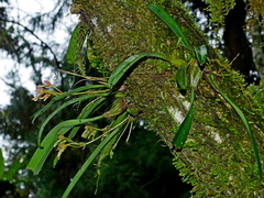 Bulbophyllum umbellatum