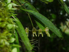 Bulbophyllum umbellatum, photograph (c) Jacy Chen, some rights reserved (CC BY)