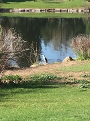 Nycticorax nycticorax