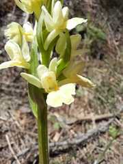 Dactylorhiza insularis