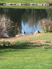 Nycticorax nycticorax