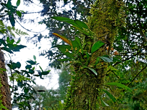 Bulbophyllum umbellatum, photograph 2