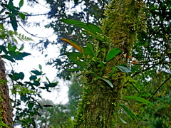 Bulbophyllum umbellatum, photograph (c) Jacy Chen, some rights reserved (CC BY)